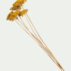 Botte d'achilée séchée H55cm - jaune