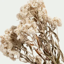 Botte d'anaphalis séchée H55cm - blanc