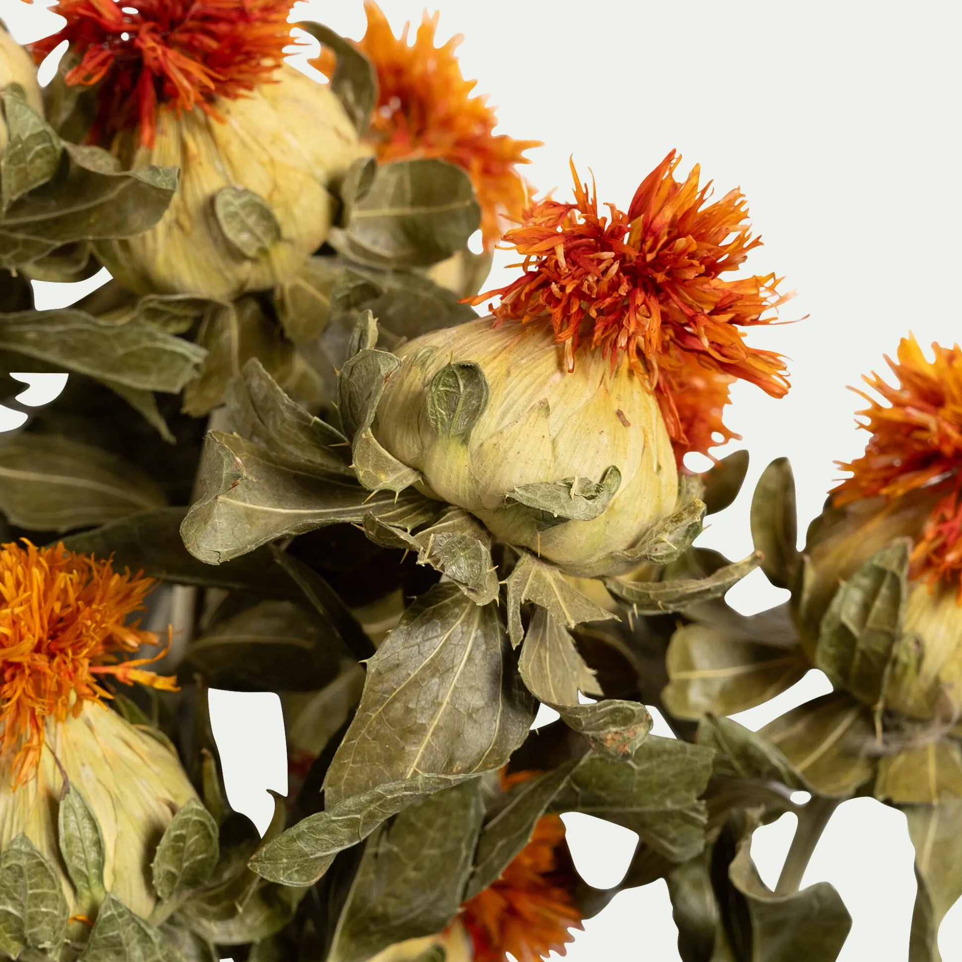 Botte de bidens séchée H55cm - orange