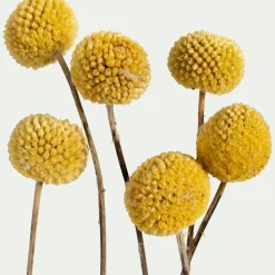 Botte de craspedia séchée H55cm - jaune