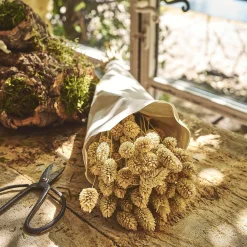 Botte de phalaris séchées 50cm - blanc