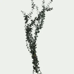 Botte d'eucalyptus préservée 55cm - vert