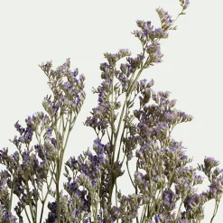 Bottes de saladelles sinuées séchées 55cm - violet