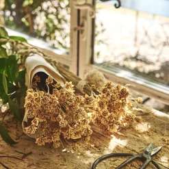 Bottes d'immortelle h55cm - naturel