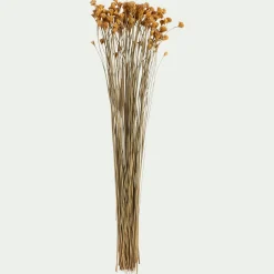 Bottes d'immortelle h55cm - naturel