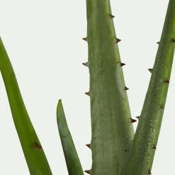 Plante artificielle aloe - vert H52cm