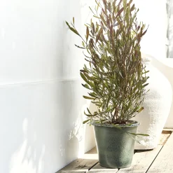 Pot en terre cuite D30cm - vert